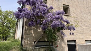 A building with a brick facade, a window with a metal grill, and a tree with purple flowers. - The paradise of relaxation, villa in the Langhe with panoramic views (Lequio Berria)