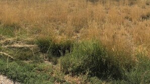 A single-story house with a flat roof, surrounded by dry grassland and a few trees.
