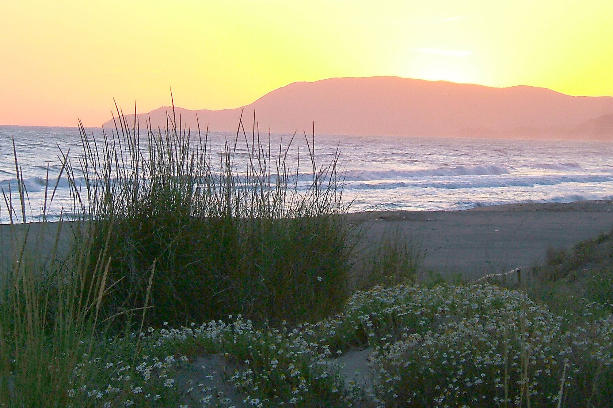 Un paysage côtier avec une plage, de l’herbe et des fleurs sauvages.