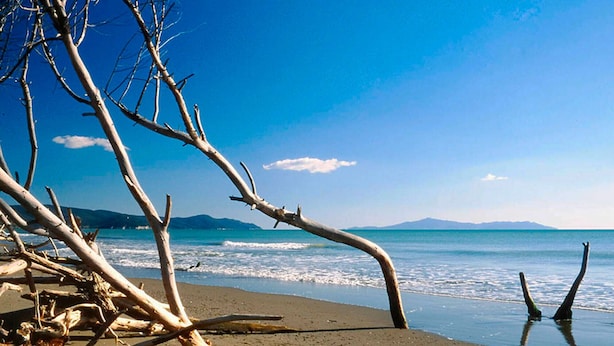 A beach with driftwood and a clear view of the sea and distant mountains. - Apartment Ancora on the sea (Marina di Grosseto)