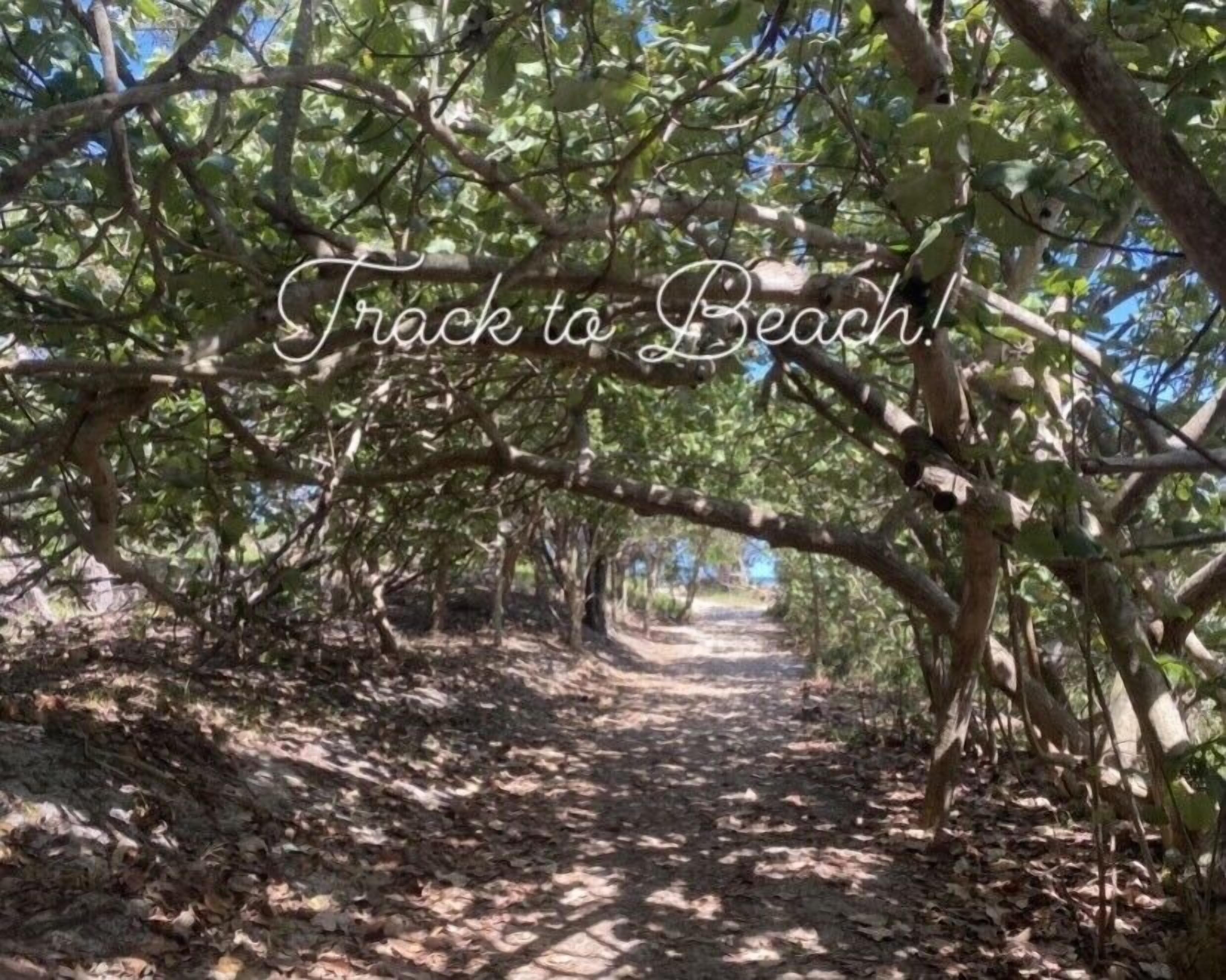 Un sentier bordé d’arbres qui mène à une plage.