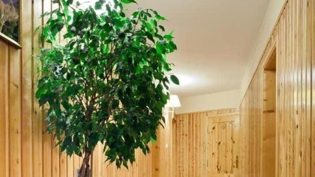 Un pasillo con paneles de madera, un árbol en maceta, un cesto de basura y un banco.