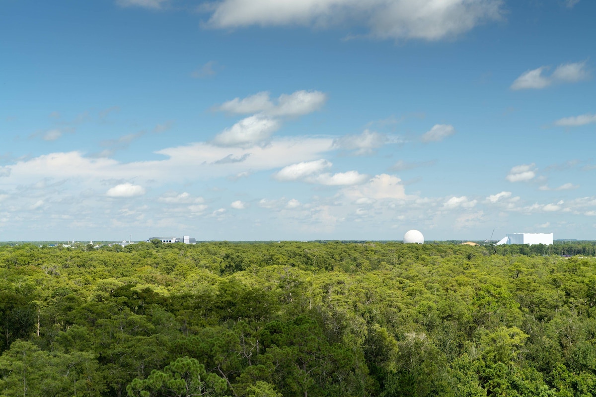 A dense forest with a clear sky and a few buildings in the distance.