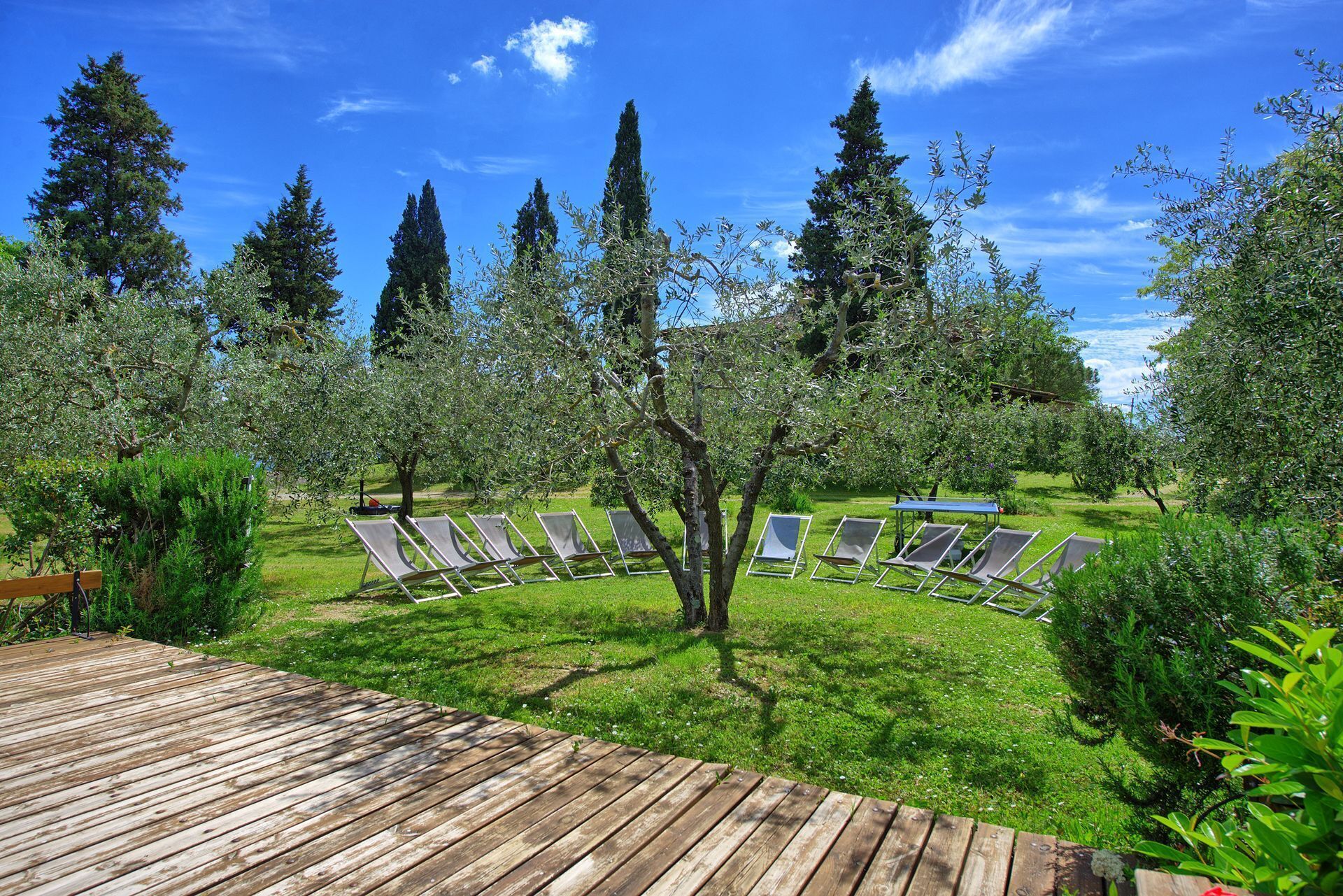 A garden with a wooden deck, rows of sun loungers, and tall trees.