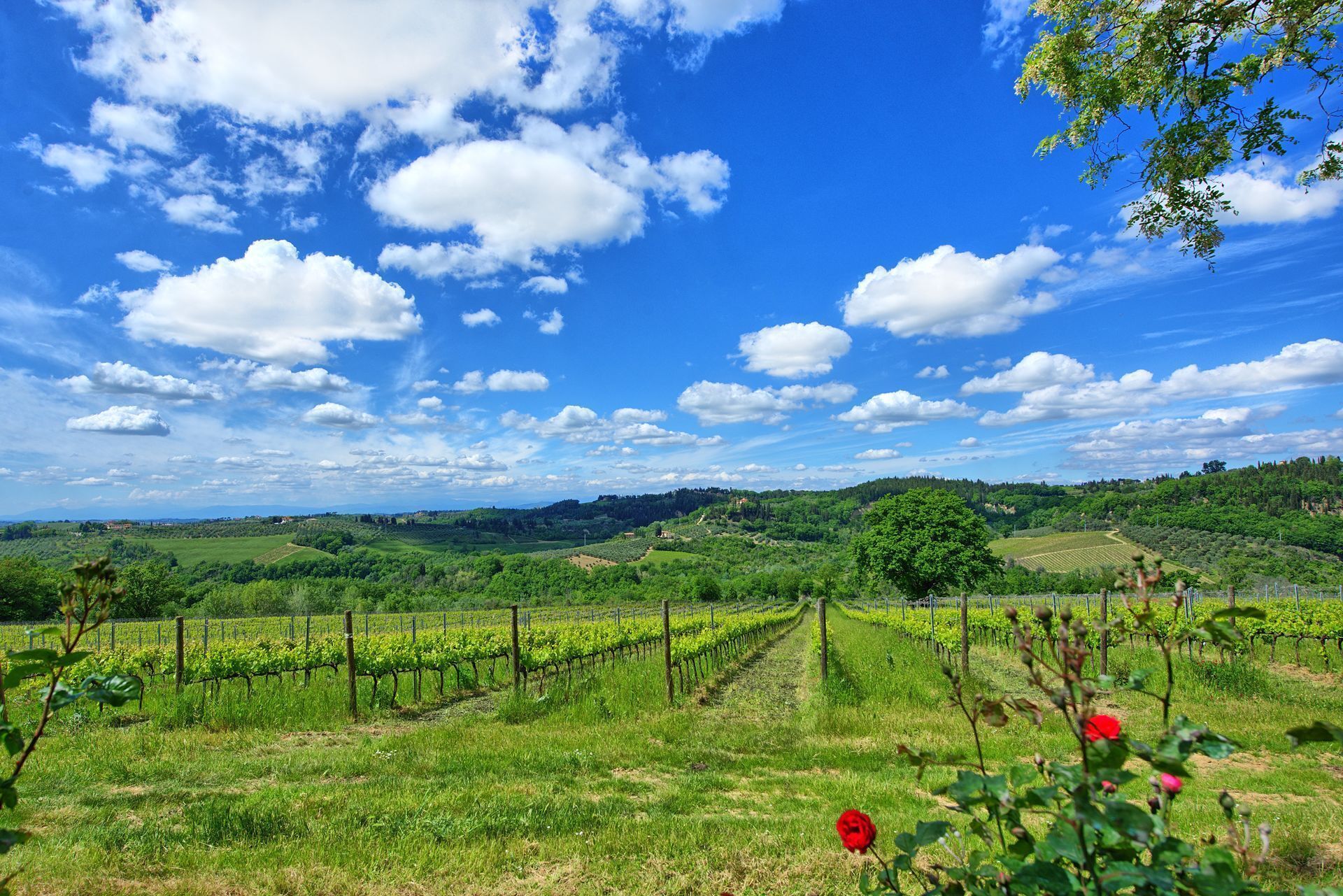 Un vignoble où s’étendent des rangées de vignes sous un ciel dégagé.