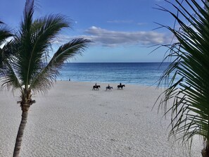A beach with a clear view of the ocean and three horses.