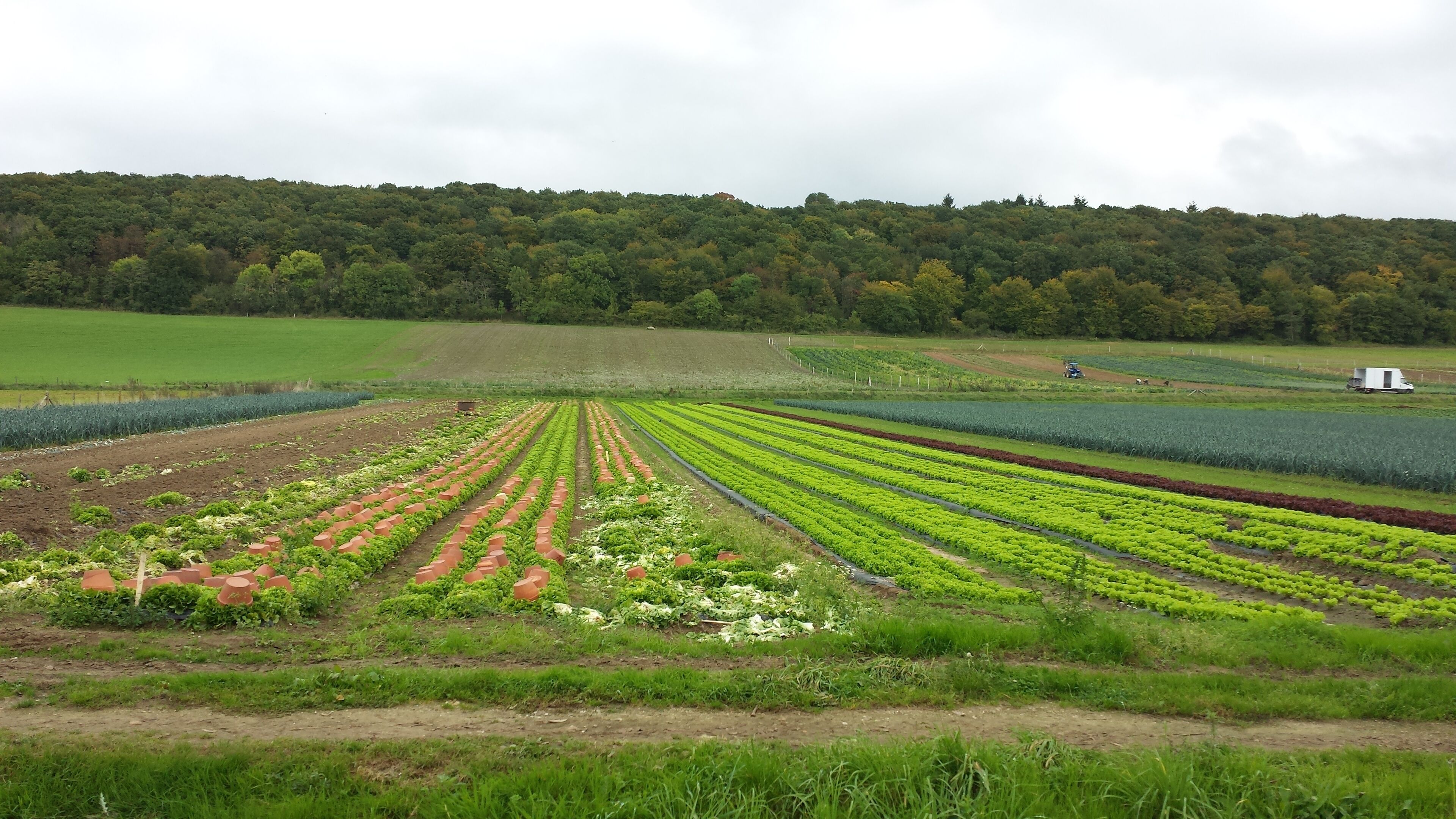 Les champs autour de  St Martin de Boscherville 