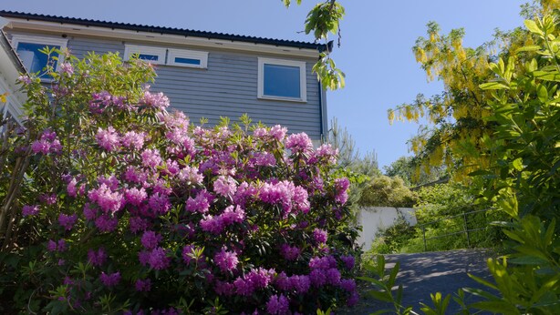 Una casa con un gran arbusto de flores moradas al frente.