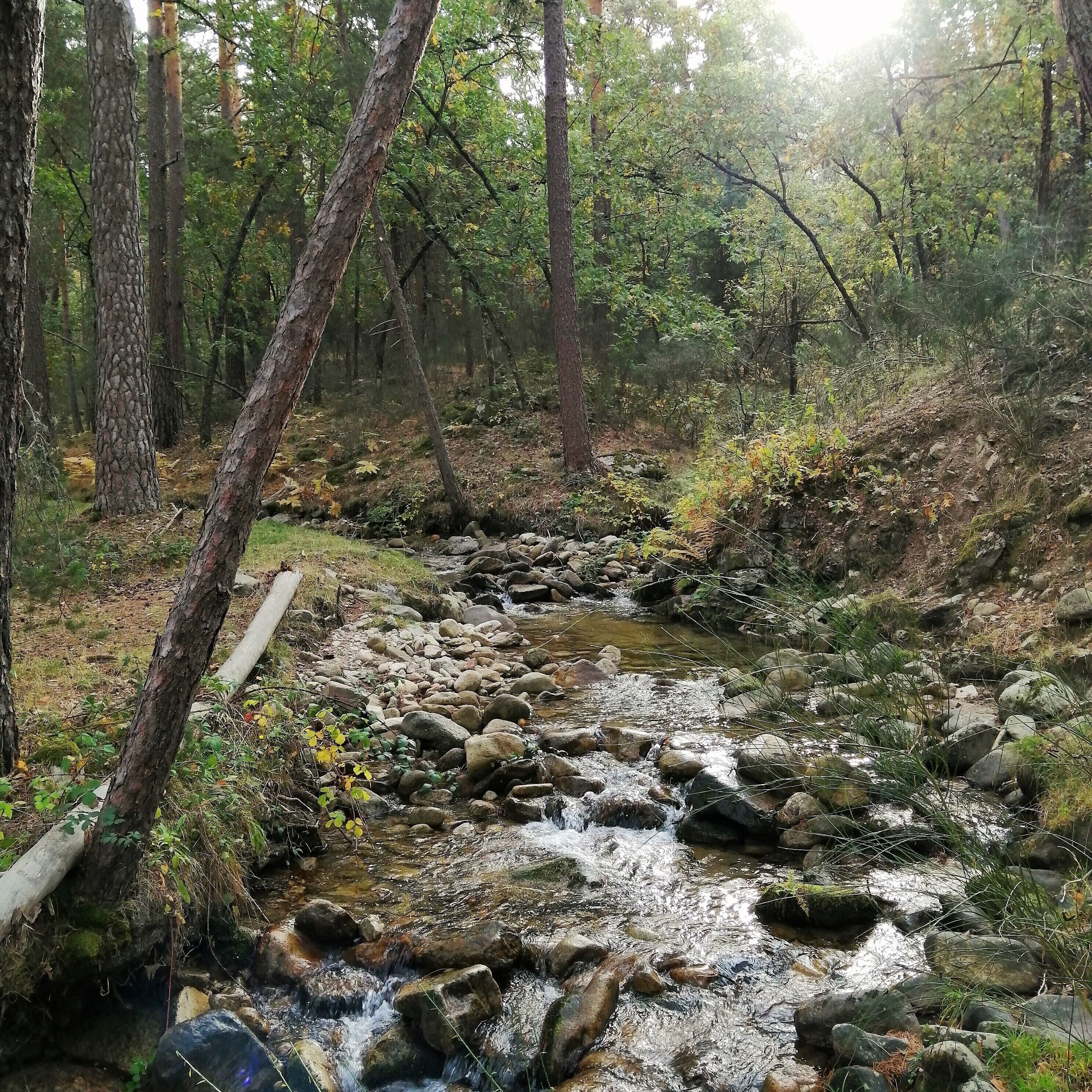 A forest stream with rocks and trees.