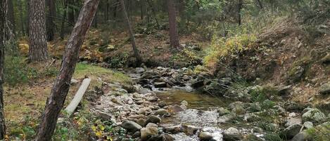 A forest stream with rocks and trees.