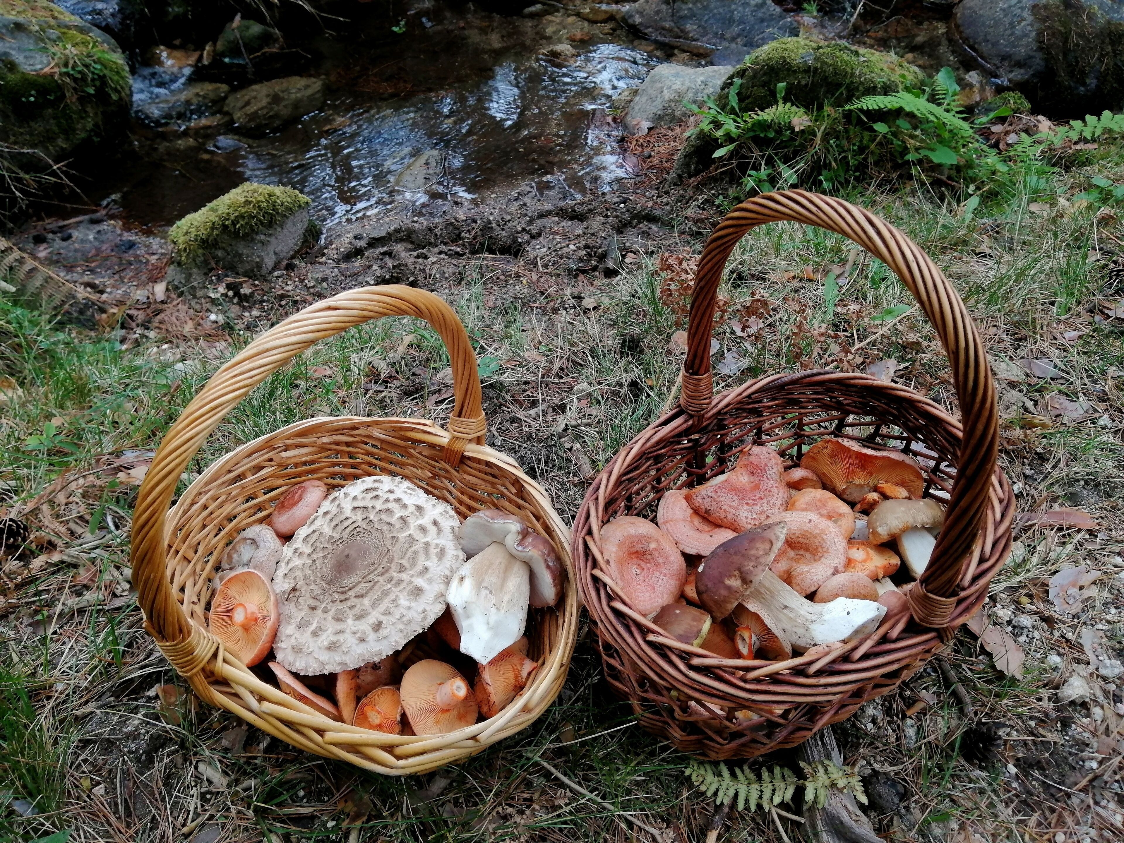 Deux paniers en osier remplis de champignons et de pain, posés sur l’herbe, près d’un ruisseau.