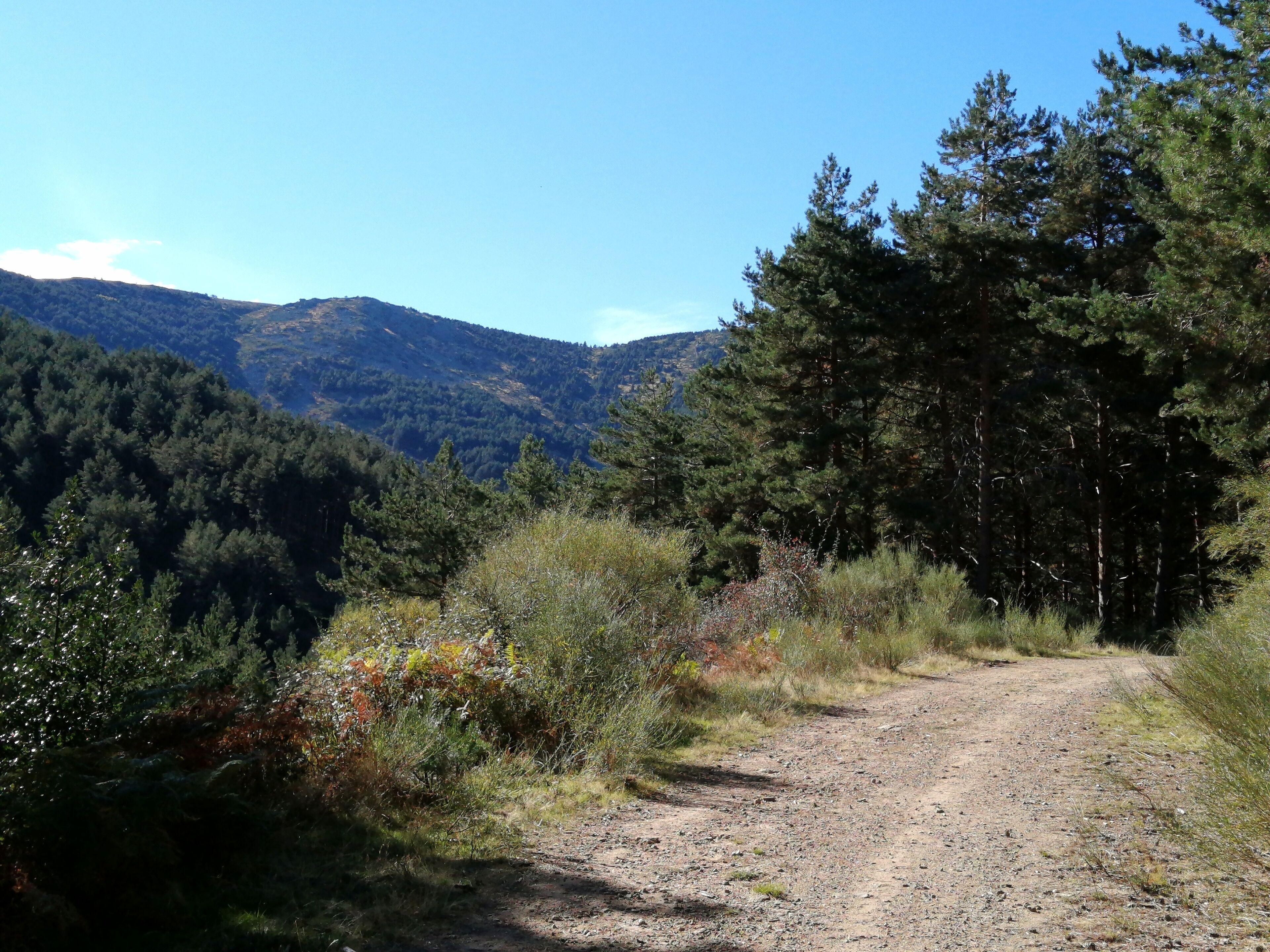 Un camino de tierra serpentea por un área boscosa, con montañas al fondo.
