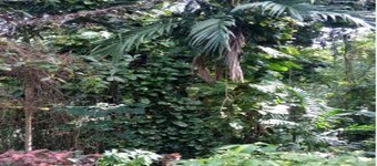 Venez danser sous la lune du reggae