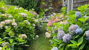 A garden with hydrangea bushes in various colors, a wooden fence, and a house in the background.