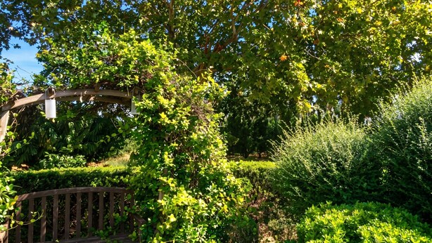 Een houten bank onder een pergola, overwoekerd met klimplanten.