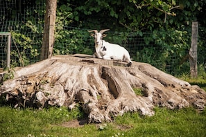 A goat sitting on a large tree stump in a fenced area with greenery in the background. - Hotel Landhafen (Niebuell)