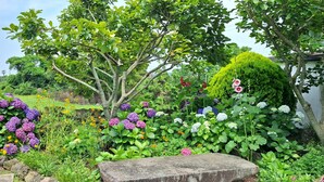 Een tuin met verschillende planten en bloemen, waaronder hortensia's en een grote boom.