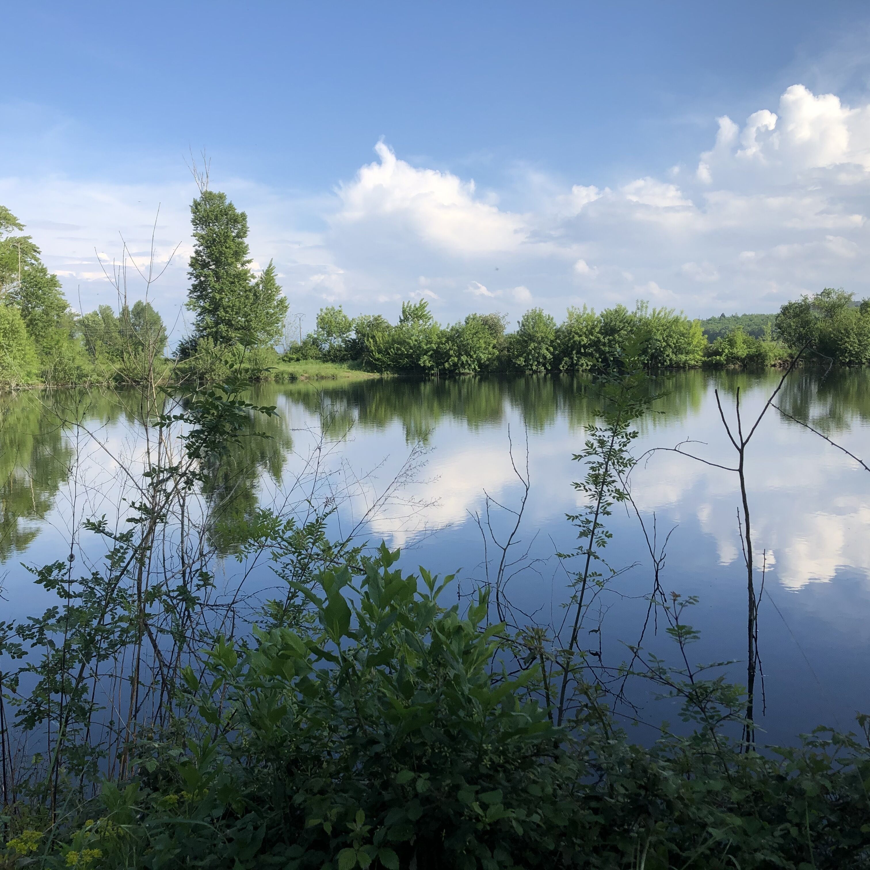 A calm lake surrounded by dense greenery and trees.