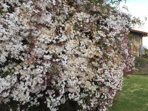 A dense cluster of white and pink flowers, likely a flowering shrub, in a garden setting.
