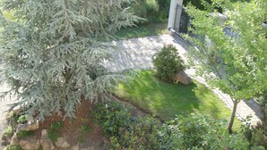 Un jardin avec un chemin pavé, un petit arbre et un rocher.
