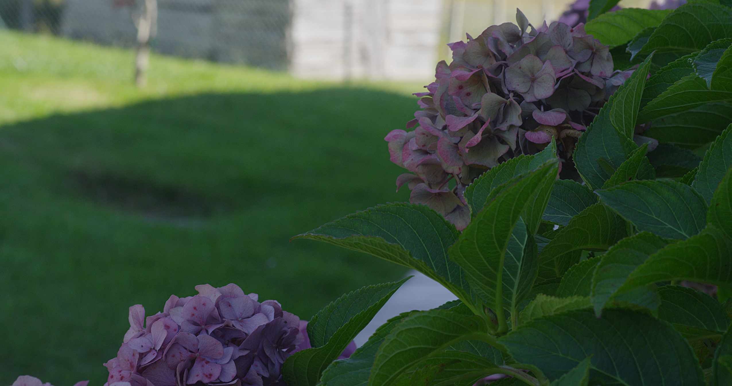 A garden with hydrangea plants and a stone wall in the background.