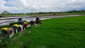 A group of people working in a lush green field with a river in the background.