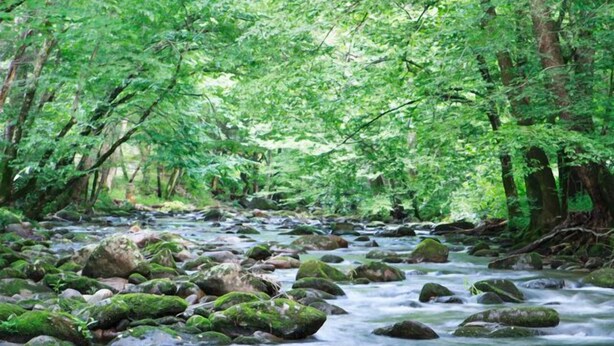 Une rivière qui traverse une forêt, avec des rochers et des arbres.