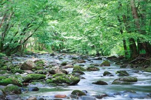 Un río serpenteando por un bosque con rocas y árboles.