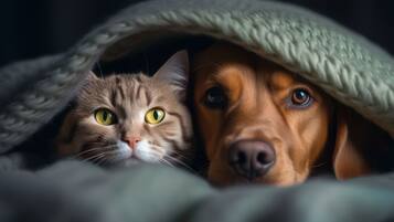 Animaux de compagnie acceptés