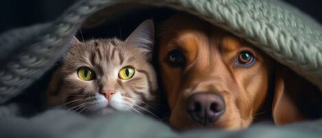 السماح باصطحاب الحيوانات الأليفة