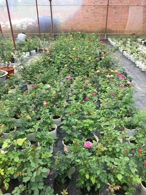 Garden - Dalat Chocolate Homestay (Da Lat)