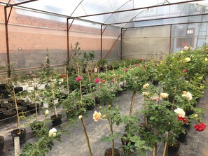 A greenhouse with potted plants and flowers, including roses in various colors. - Dalat Chocolate Homestay (Cam Ly - Da Lat)