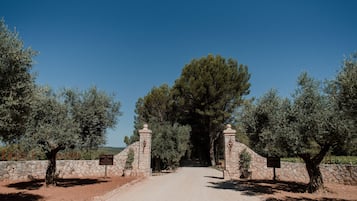 A dirt road leading to a stone gate with a sign, surrounded by olive trees.