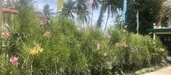 Paguia's Cottages