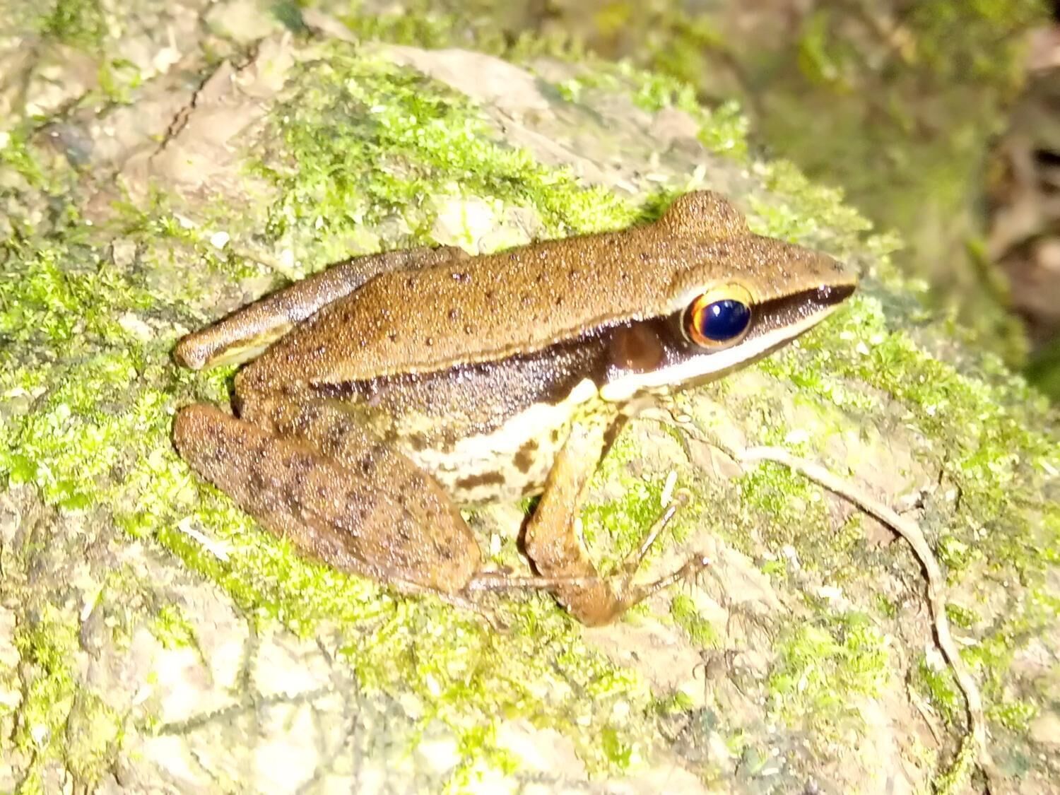A frog on a moss-covered rock.