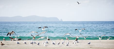 Beach/ocean view
