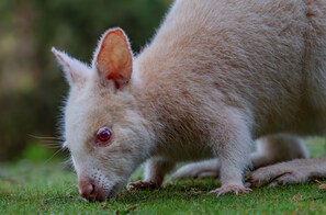 A close-up of a light-colored animal with prominent ears and a pink nose, grazing on grass. - Adventure Bay Retreat (Adventure Bay)