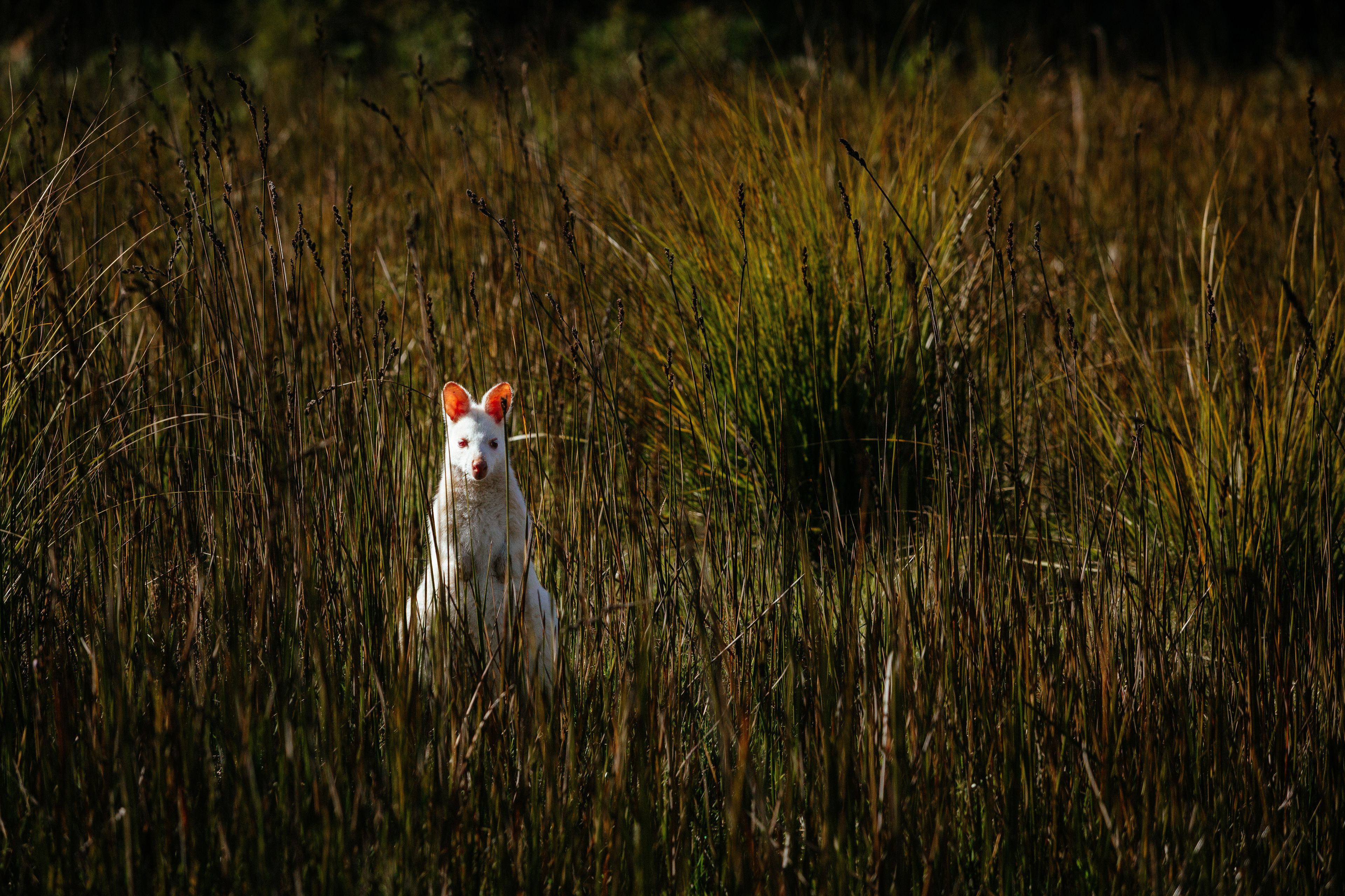 Een hond in een veld met hoog gras.