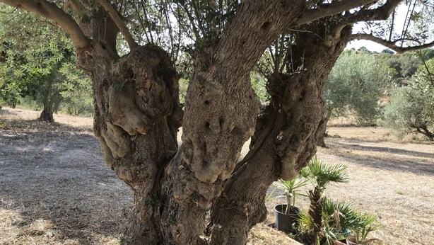 A tree with thick, textured bark and dense foliage in a dry, open landscape. - A holiday in unspoiled nature (Modica)