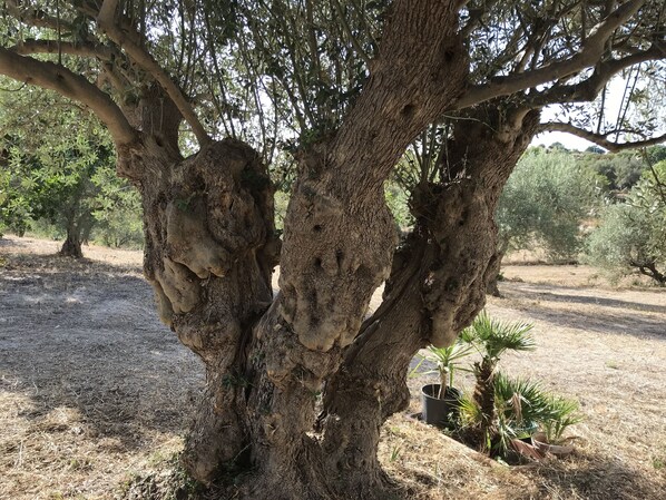 Áreas de la propiedad