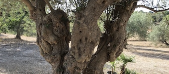 En ferie i uberørt natur