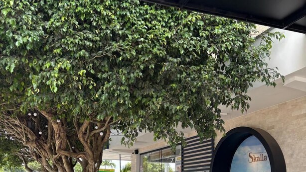 An outdoor seating area with wicker chairs and tables, a large tree providing shade, and a sign for 'Skalla'. - Hotel Skalla (Teixeira de Freitas)
