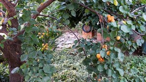 A garden with trees bearing fruit, a brick wall, and a rustic barrel. - B&B IreneMarchese - Gluten Free (Taviano)