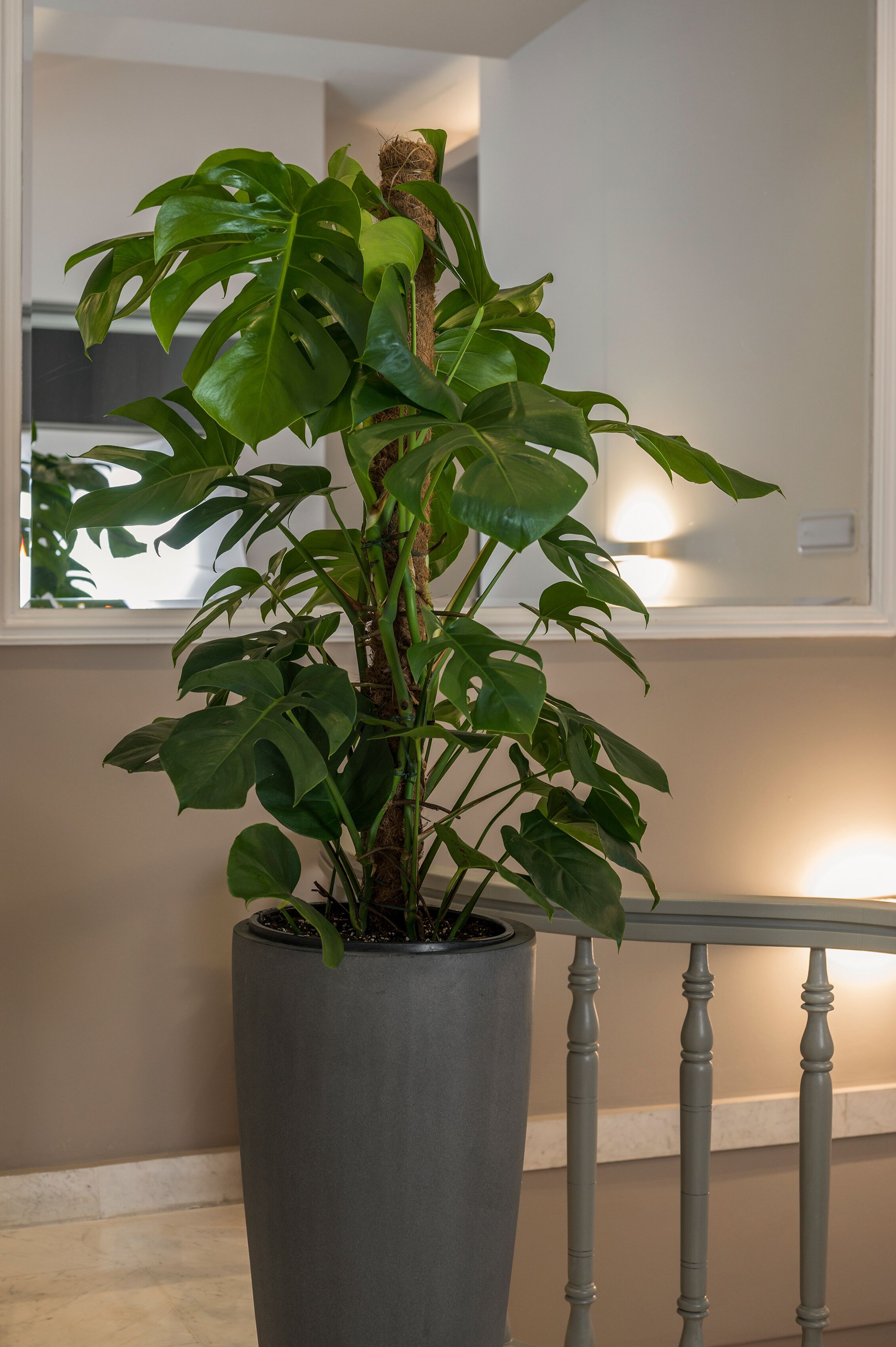 Un plant de monstera en pot, placé dans un coin, avec une rambarde blanche et une fenêtre en arrière-plan.