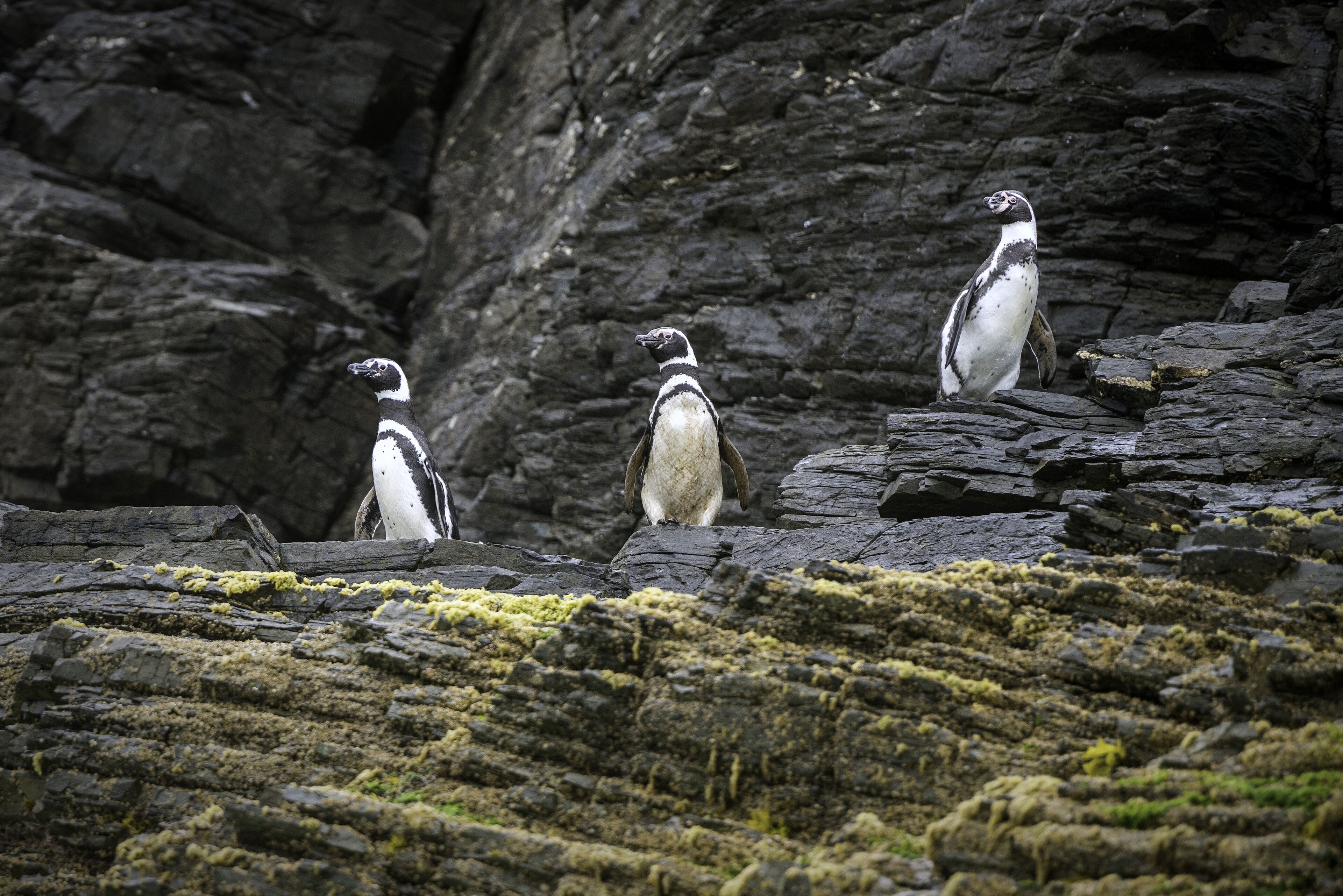 Three penguins standing on rocky terrain with moss.