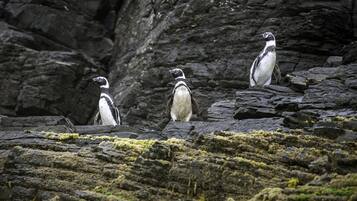 Three penguins standing on rocky terrain with moss.