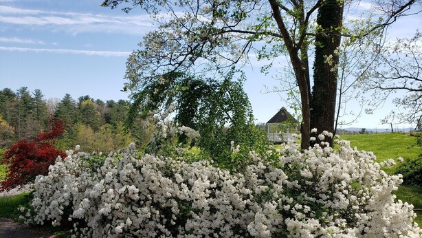Een tuin met witte bloemenstruiken, een pergola en een boom.