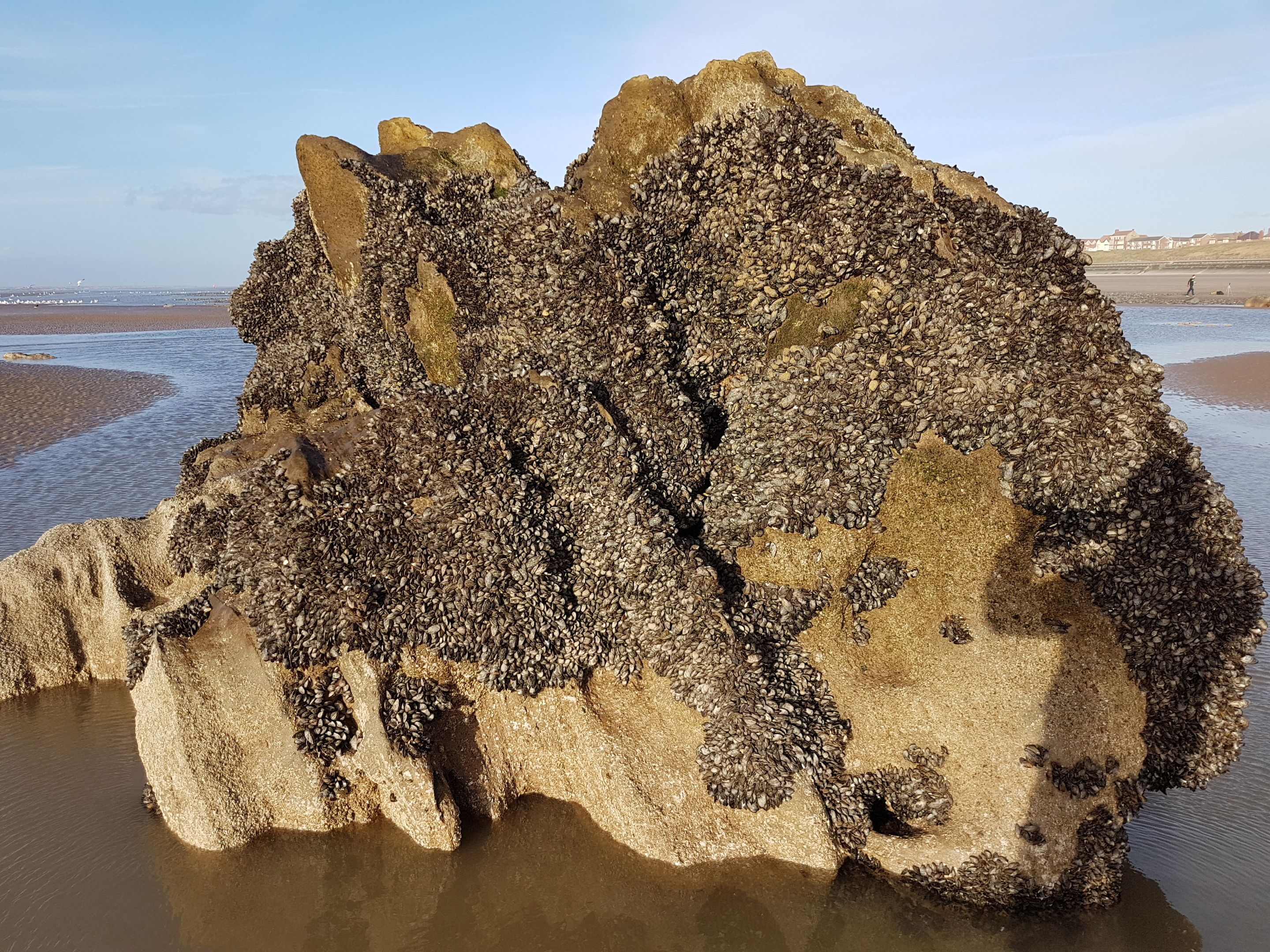 A large rock formation with a rough texture and a dense cluster of shells on its surface.