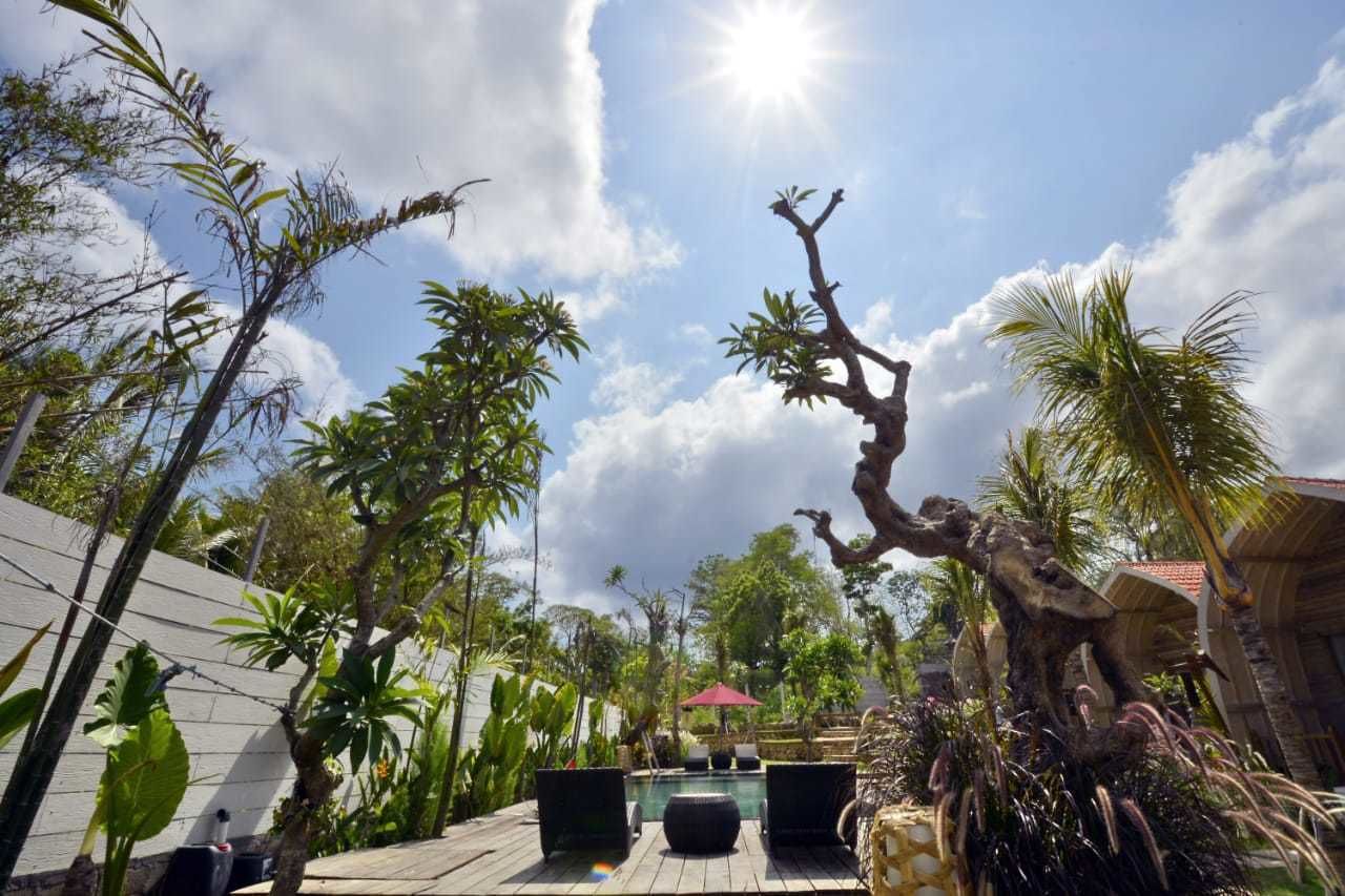 A tropical outdoor area with a pool, lounge chairs, and various plants.