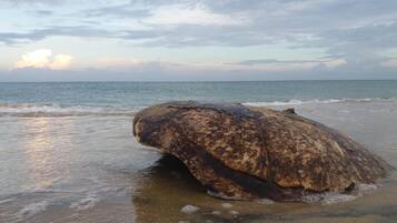 Beach nearby, white sand, free beach shuttle